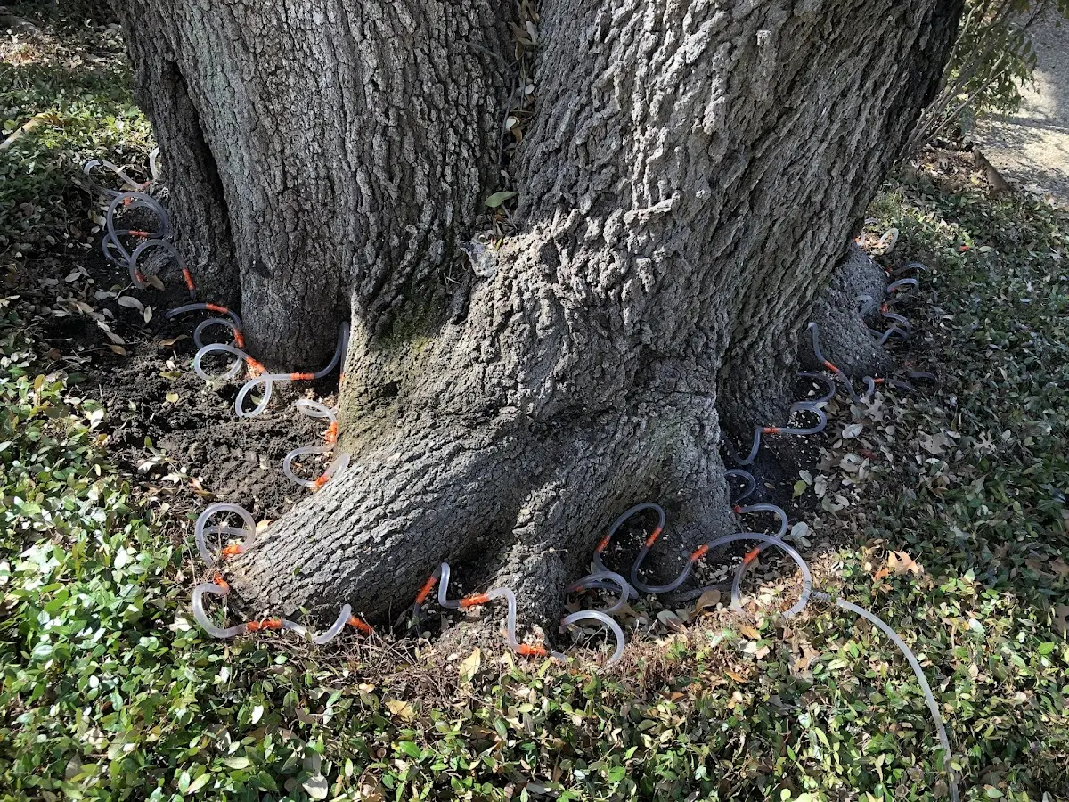 Detailed Tree Cabling and Bracing job site in Voltaire