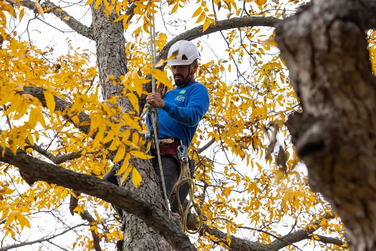 Skilled Tree Trimming crew working in Voltaire